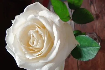 rosas