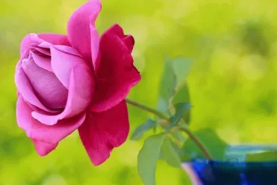 rosas