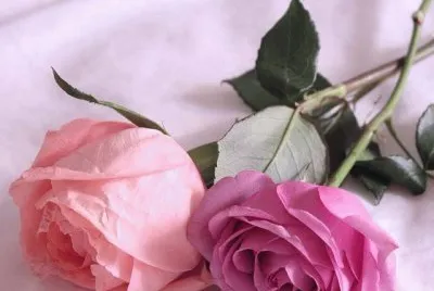 rosas
