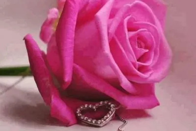 rosas