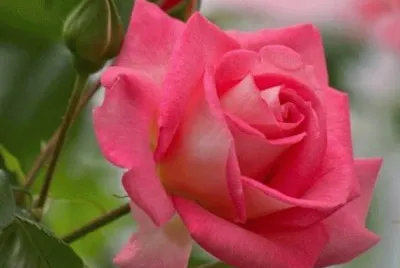 rosas