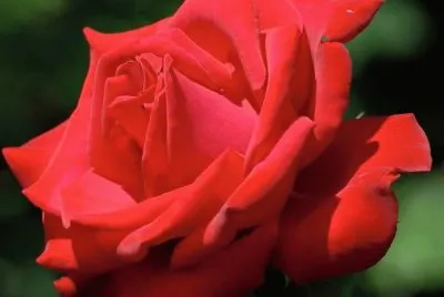 rosas