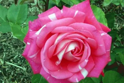 rosas