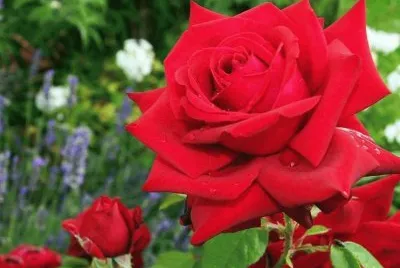 rosas