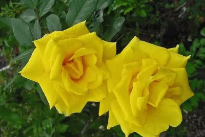 rosas