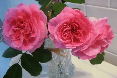 rosas