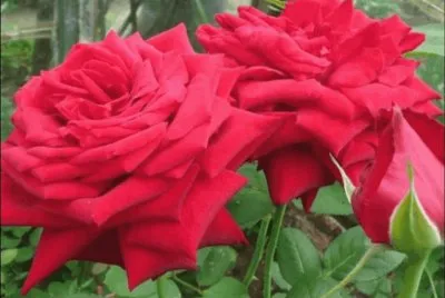 rosas