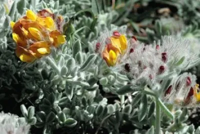 anthyllis tejedensis jigsaw puzzle