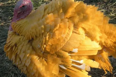 pavo amarillo jigsaw puzzle