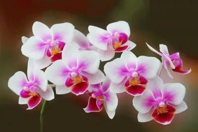 orquÃ­deas jigsaw puzzle