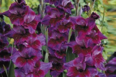 flores