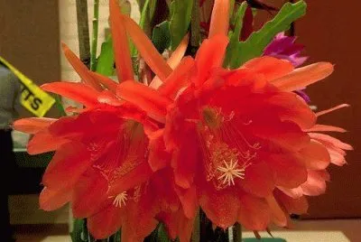 cactos
