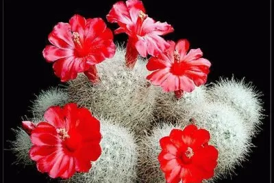 cactos