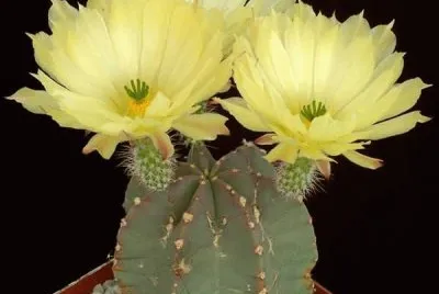cactos