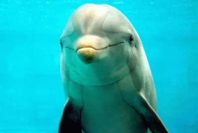 delfÃ­n jigsaw puzzle