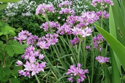 cebollino jigsaw puzzle