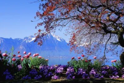 naturaleza jigsaw puzzle