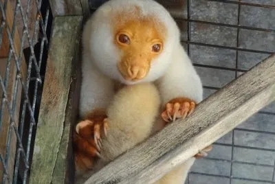 Cuscus Malhado - Marsupial