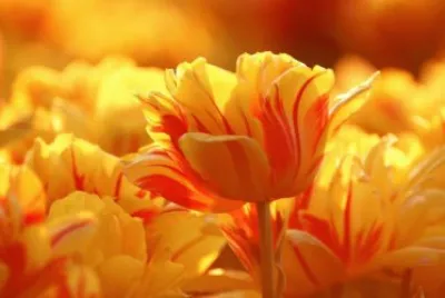 tulipas