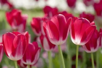 tulipas