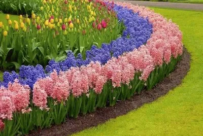 tulipas