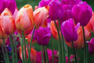 tulipas