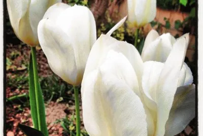 tulipas