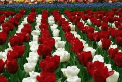 tulipas