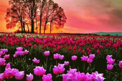 tulipas