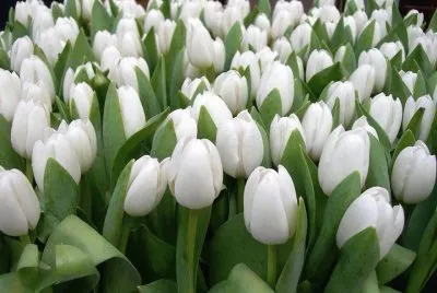 tulipas