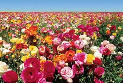 tulipas