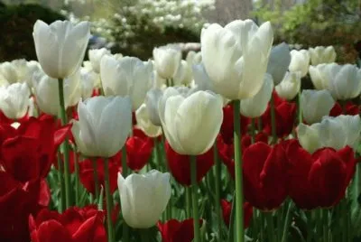 tulipas