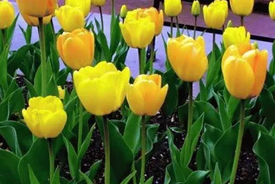 tulipas