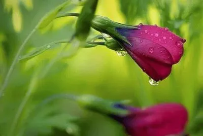 tulipas