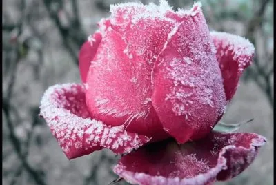 tulipas