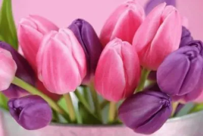 tulipas