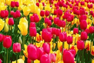 tulipas