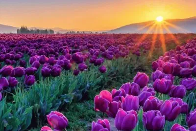 tulipas