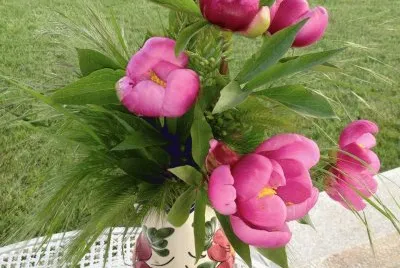 tulipas