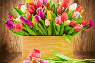tulipas