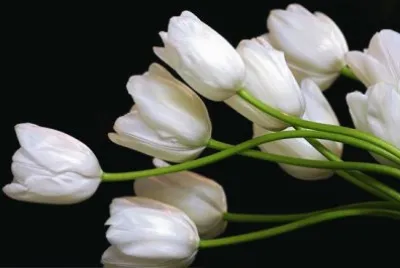 tulipas