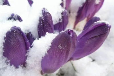tulipas