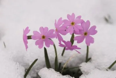 tulipas