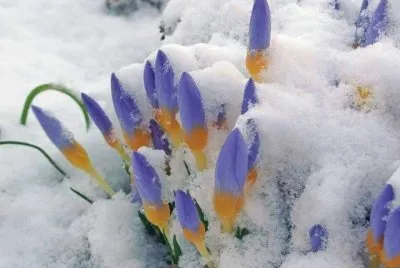 tulipas