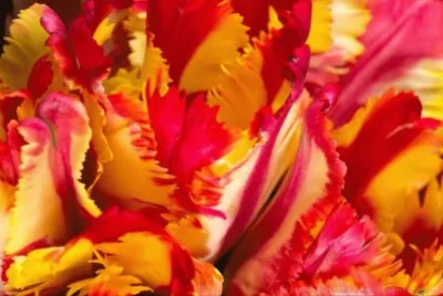 tulipas
