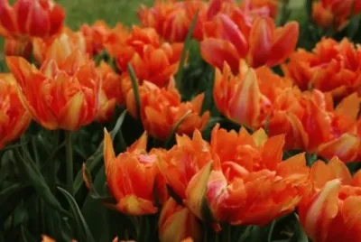 tulipas