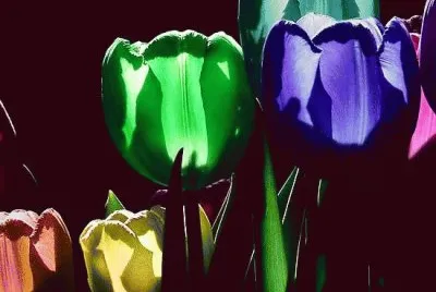 tulipas
