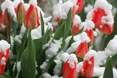 tulipas