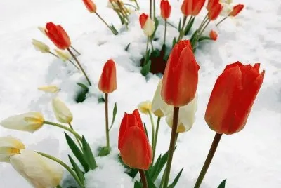 tulipas