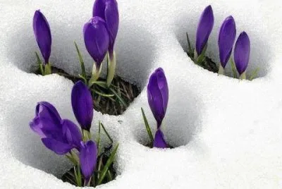 tulipas